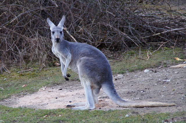 klokan z Austrálie