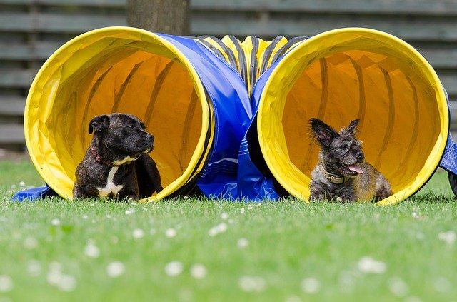 dva psi v tunelu